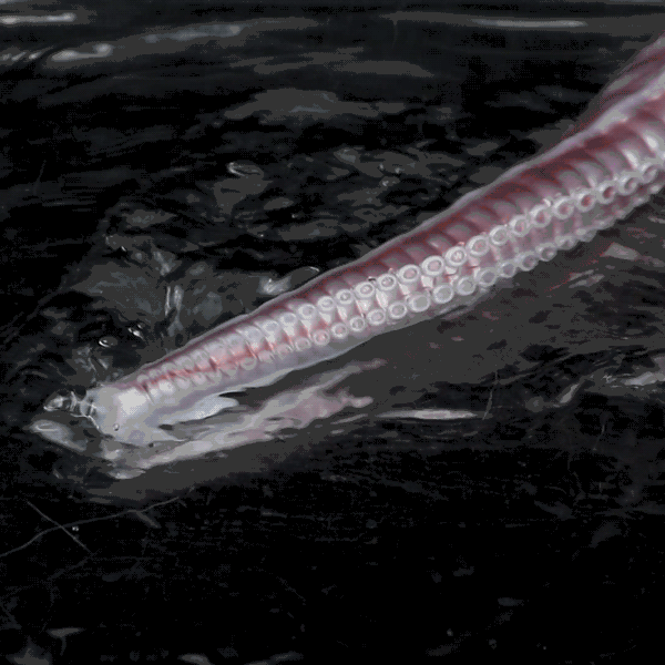 2026 Endoscope Smart Octopus Dildo 21 Inches