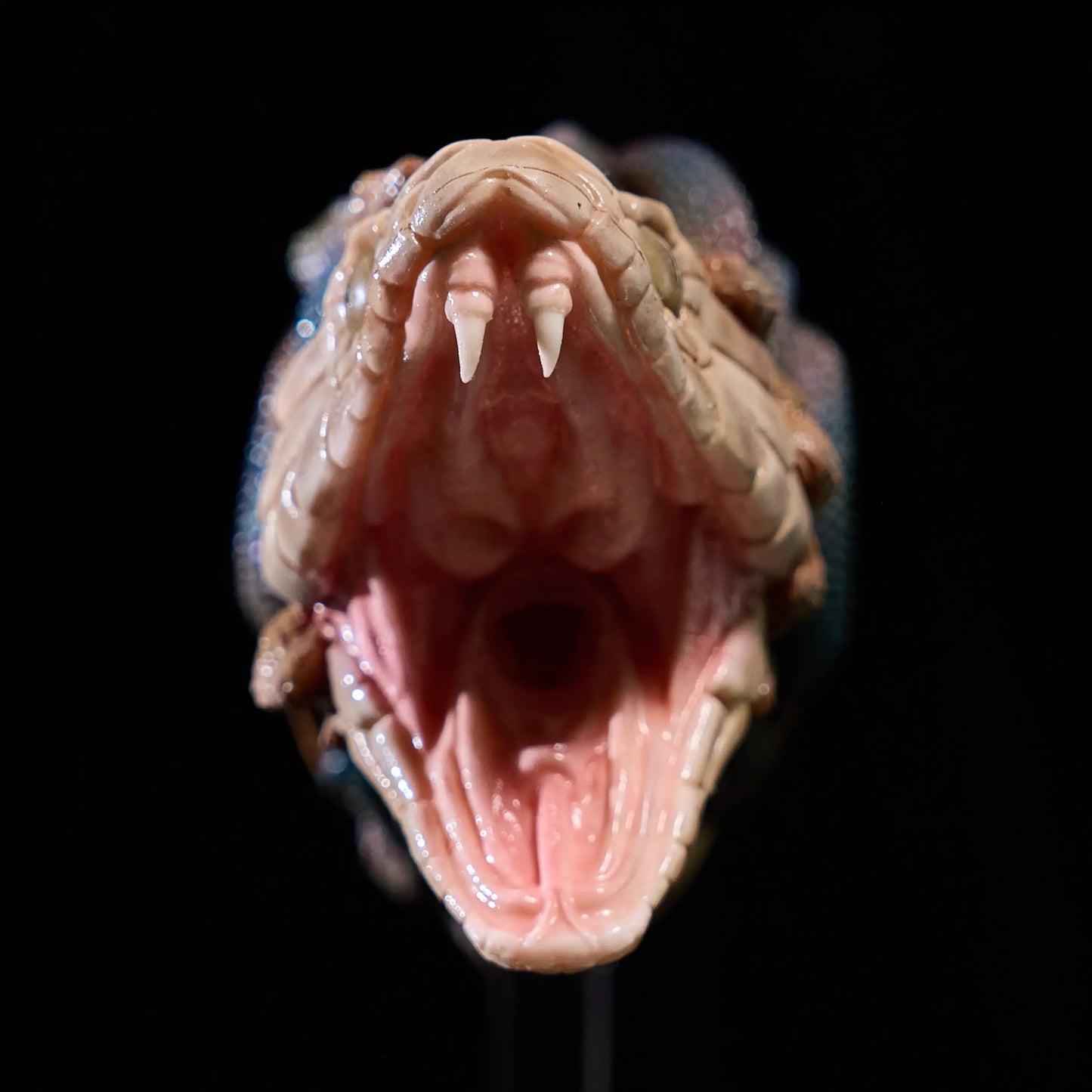 Medusa Pocket Pussy – Dual-Ended Stroker